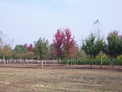 012 3 - Tree Farm - Hillside Nursery Garden Center