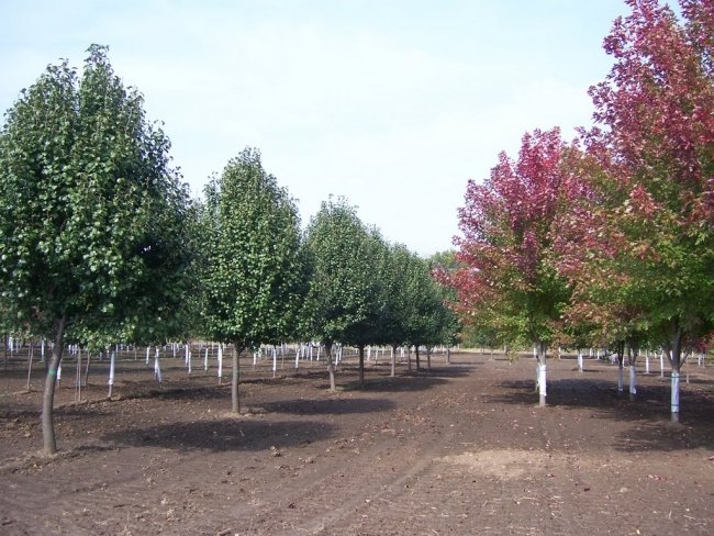 019 4 - Tree Farm - Hillside Nursery Garden Center