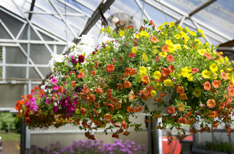 baskets thumbnail - Garden Center - Hillside Nursery Garden Center