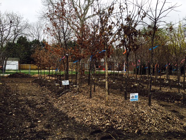 fullsizerender 10 - Field Grown Trees - Hillside Nursery Garden Center
