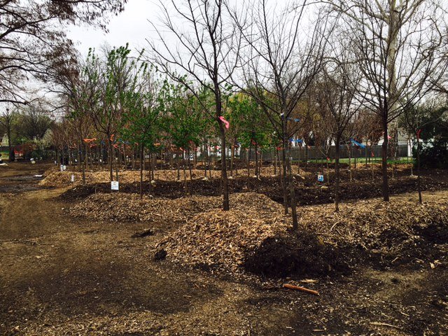 fullsizerender 11 - Field Grown Trees - Hillside Nursery Garden Center