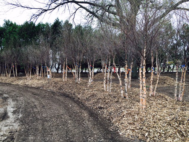 fullsizerender 12 - Field Grown Trees - Hillside Nursery Garden Center