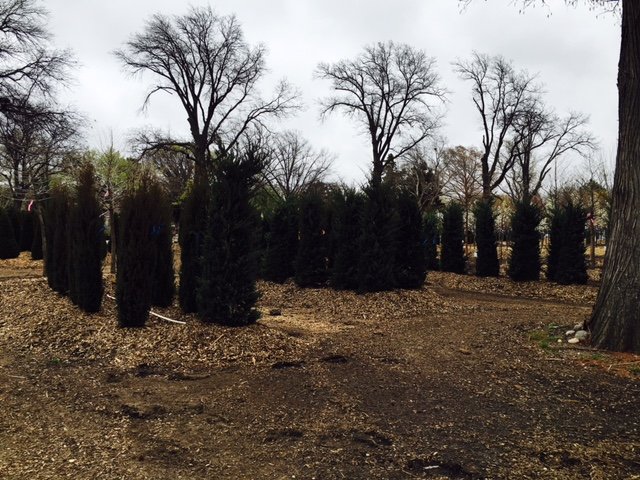 fullsizerender 13 - Field Grown Trees - Hillside Nursery Garden Center