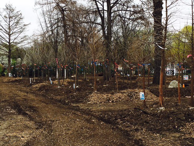 fullsizerender 14 - Field Grown Trees - Hillside Nursery Garden Center
