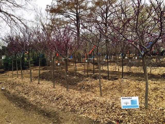 fullsizerender 16 - Field Grown Trees - Hillside Nursery Garden Center