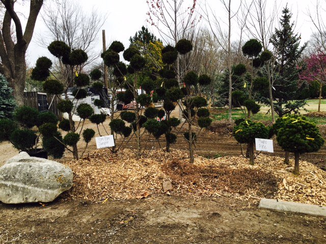 fullsizerender 18 - Field Grown Trees - Hillside Nursery Garden Center