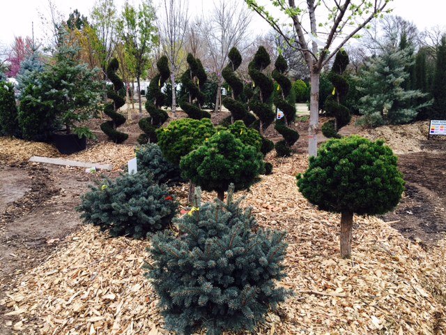 fullsizerender 8 - Field Grown Trees - Hillside Nursery Garden Center
