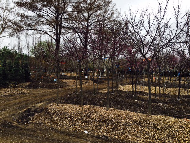 fullsizerender 9 - Field Grown Trees - Hillside Nursery Garden Center