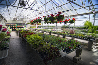 greenhouse thumbnail - Garden Center - Hillside Nursery Garden Center