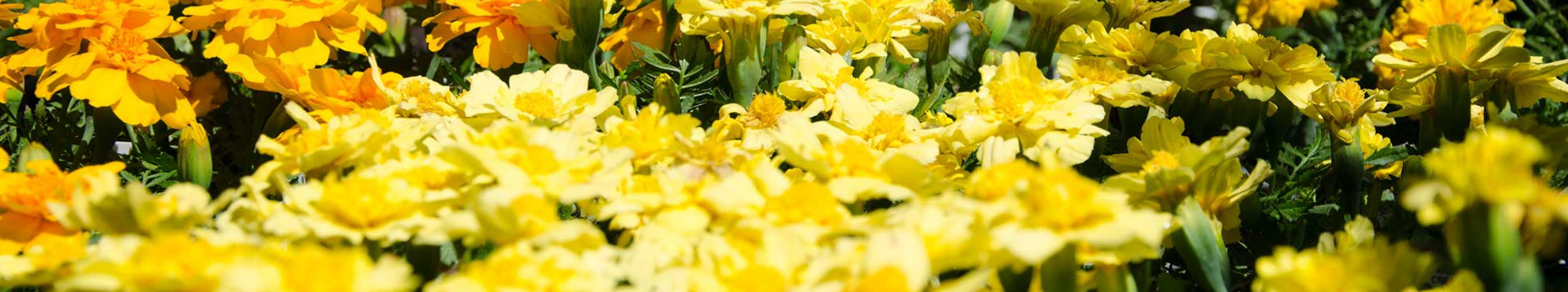 marigolds - Seasonal & Sales - Hillside Nursery Garden Center