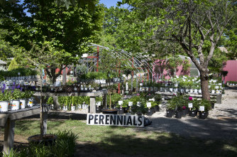 perennials thumbnail - Garden Center - Hillside Nursery Garden Center